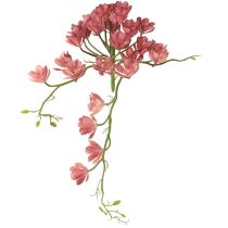 Kategorie Kakteen & Sukkulenten