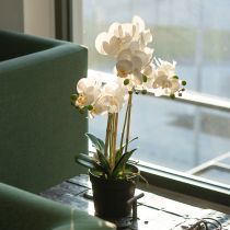 Artikel Künstliche Orchidee im Topf weiß 60cm – Langlebige Dekoration mit stilvoller Eleganz