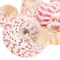 Maritime Deko Schneckenhäuser Deko Rosa Trochus Maculatus 1100gr