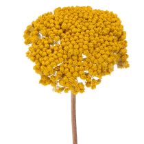 Artikel Achillea Trockenblumen Gelb, 1kg, 45-60cm, Naturfarben