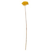 Artikel Achillea Trockenblumen Gelb, 1kg, 45-60cm, Naturfarben