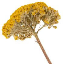 Artikel Achillea Trockenblumen Gelb, 1kg, 45-60cm, Naturfarben