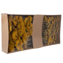 Artikel Achillea Trockenblumen Gelb, 1kg, 45-60cm, Naturfarben
