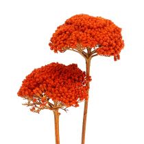 Artikel Achillea 1kg Orange