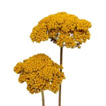 Achillea 1kg Natur