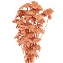 Artikel Achillea Schafgarbe getrocknet in Lachs 40-50cm 80g für Floristik und Dekoration