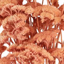 Artikel Achillea Schafgarbe getrocknet in Lachs 40-50cm 80g für Floristik und Dekoration