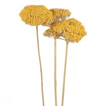 Schafgarbe Trockenblumen Deko Achillea Millefolium Gelb 3St