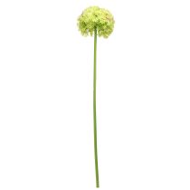 Artikel Allium grüne Blüte 18cm Zierlauch künstliche Dekoration flexibel