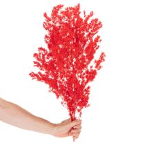 Artikel Getrockneter Asparagus Bund 65cm 80g Rot für floristische Arrangements