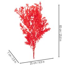 Artikel Getrockneter Asparagus Bund 65cm 80g Rot für floristische Arrangements