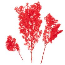 Artikel Getrockneter Asparagus Bund 65cm 80g Rot für floristische Arrangements