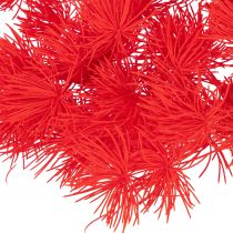 Artikel Getrockneter Asparagus Bund 65cm 80g Rot für floristische Arrangements