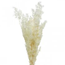Artikel Asparagus Trockendeko Weiß Getrocknetes Ziergras 100g