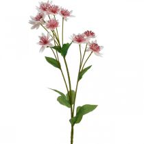 Große Sterndolde, künstliche Astrania, Seidenblume Weiß, Pink L61cm