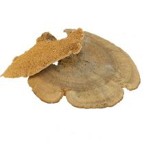 Baumschwamm Natur 1kg