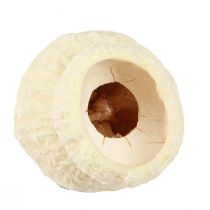 Artikel Bellgum gebleicht 2,5-3,5cm – natürliche Eleganz für kreative Dekoration, 500g