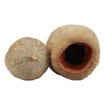 Artikel Bellgum Glockenfrucht Kapselfrucht Naturdeko Braun 500g