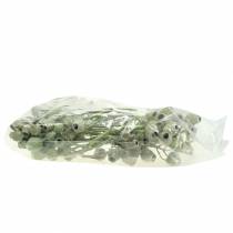 Artikel Bellgum Zweig 5cm - 7cm Grün gefrostet 20 St