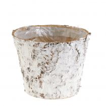 Topf mit Birke geweißt Ø15cm H12,5cm