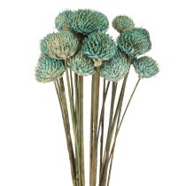 Artikel Black Daisy Gefärbte Trockenblumen Blau Dekoration Trockensträuße 20 Stk