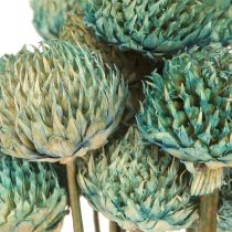 Artikel Black Daisy Gefärbte Trockenblumen Blau Dekoration Trockensträuße 20 Stk