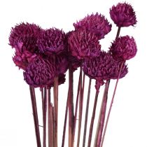 Artikel Wild Daisy Trockenblumen Deko Violett H36cm 20St