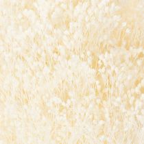 Artikel Broom Bloom gebleicht Trockenblumenbund 55 cm 100 g für florale Dekorationen