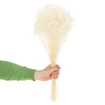 Artikel Broom Bloom gebleicht Trockenblumenbund 55 cm 100 g für florale Dekorationen