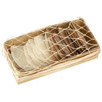 Artikel Maritime Capiz-Scheiben Natur Gold Muschel Dekoration 60 Stück