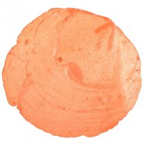 Artikel Capiz Muscheln Capizscheiben Perlmuttscheiben Orange 7,5–9,5cm 300g