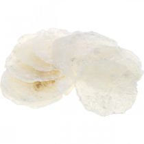 Artikel Maritim, Capiz-Muscheln 5–10cm, Perlmutt, Naturartikel 1kg