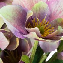 Artikel Kunststoff Kunstblume Christrose Bund 35cm violett 6 Stück Innenbereich