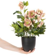 Artikel Helleborus künstliche Topfpflanze 50cm rosa-grün für Dekoration