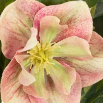 Artikel Helleborus künstliche Topfpflanze 50cm rosa-grün für Dekoration