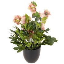 Artikel Helleborus künstliche Topfpflanze 50cm rosa-grün für Dekoration
