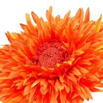 Chrysantheme Teddy 63cm Orange