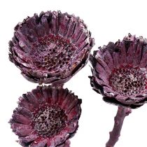 Compacta Rosette Brombeer gefrostet 20St