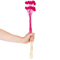 Artikel Craspedia Trockenblumen-Bund 55 cm Pink 20 Stiele
