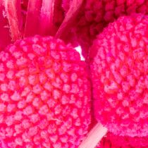 Artikel Craspedia Trockenblumen-Bund 55 cm Pink 20 Stiele