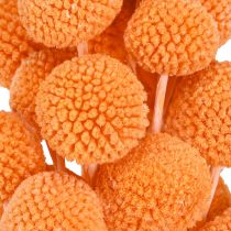 Artikel Craspedia gebleicht Trockenblumen Orange 50-55cm 20St – Dekotrend für Floristen