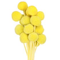 Artikel Craspedia Gelbgrün Trockenblumen 50-55cm 20St Deko Floristik21