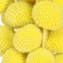 Artikel Craspedia Gelbgrün Trockenblumen 50-55cm 20St Deko Floristik21