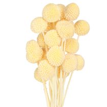 Artikel Craspedia Creme Trockenblumen Trommelstöckchen 50-55cm 20 St