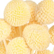 Artikel Craspedia Creme Trockenblumen Trommelstöckchen 50-55cm 20 St