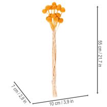 Artikel Craspedia Trockenblumenstrauß 55 cm Orange 20 Stiele