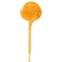 Artikel Craspedia Trockenblumenstrauß 55 cm Orange 20 Stiele