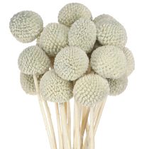 Artikel Craspedia Grau Trockenblumen Trommelstöckchen 50-55cm 20St Deko Floristik