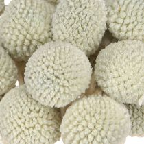 Artikel Craspedia Grau Trockenblumen Trommelstöckchen 50-55cm 20St Deko Floristik