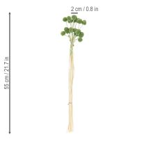 Artikel Trockenpflanzen Craspedia Kugeln 55cm 20 Stück Innen-/Außendekoration